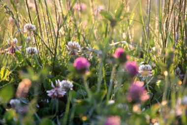 Bir şehir parkında bitki örtüsü