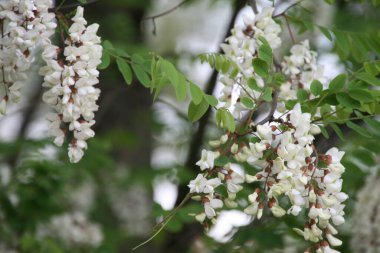 Bir şehir parkında bitki örtüsü