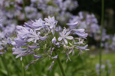 Bir şehir parkında bitki örtüsü