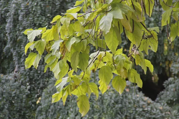 Bir Şehir Parkında Bitki Örtüsü — Stok fotoğraf