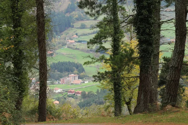 Vegetazione Parco Urbano — Foto Stock