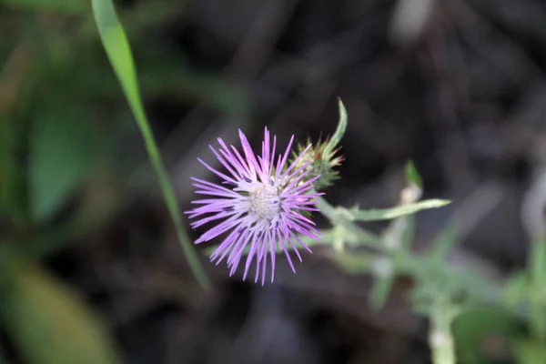 Vegetation Stadtpark — Stockfoto