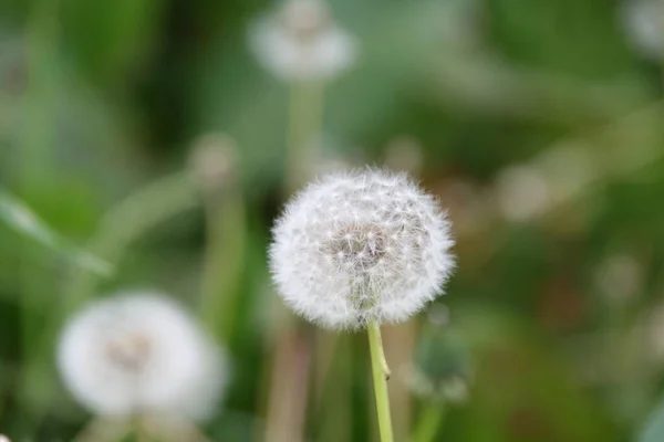 Vegetation Stadtpark — Stockfoto