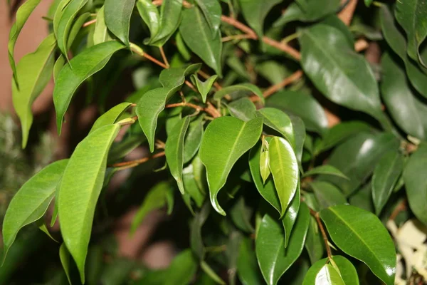 Vegetation Urban Park — Stock Photo, Image