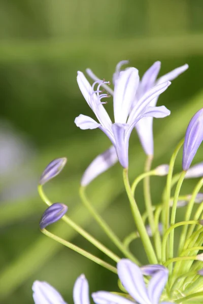 Vegetazione Parco Urbano — Foto Stock