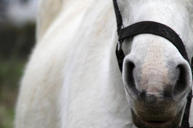 Otlakta otlayan atlar