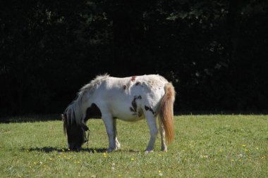 Otlakta otlayan atlar