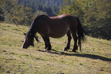 Otlakta otlayan atlar