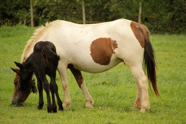 Caballos Pastando Prado — Foto de Stock