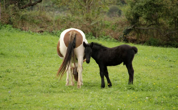 Caballos Pastando Prado — Foto de Stock