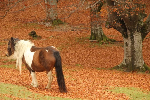 在草地上放牧的马 — 图库照片