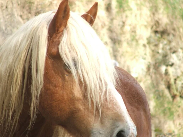 Pâturage Chevaux Dans Une Prairie — Photo