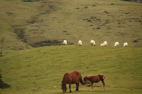 Pferde Weiden Auf Einer Weide — Stockfoto