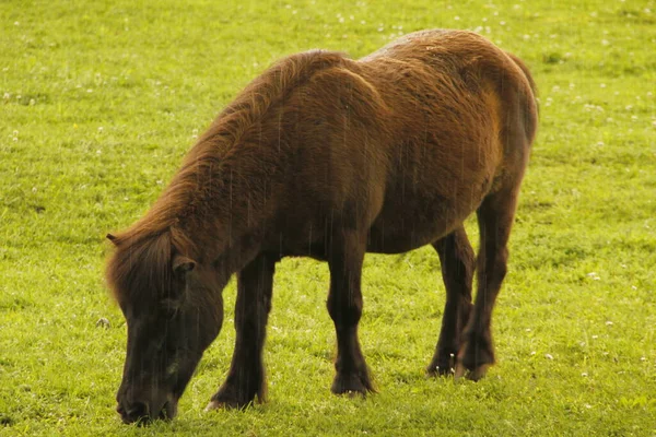 Pâturage Chevaux Dans Une Prairie — Photo