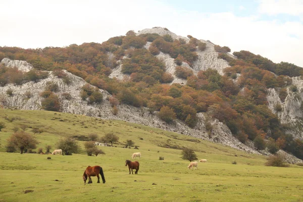 Άλογα Που Βόσκουν Ένα Λιβάδι — Φωτογραφία Αρχείου