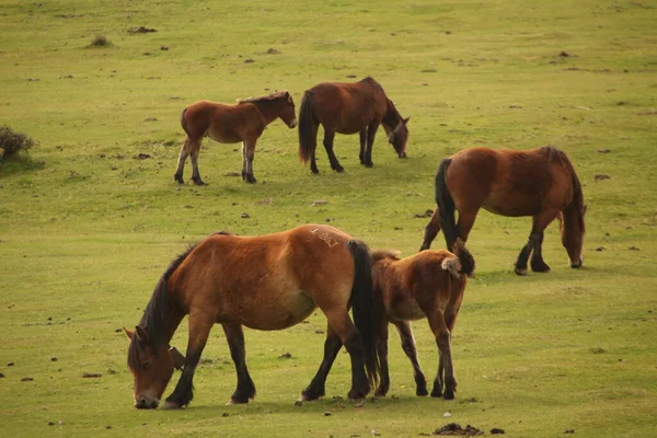 Cavalos Que Pastam Prado — Fotografia de Stock