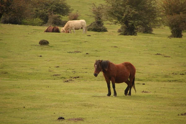 Pâturage Chevaux Dans Une Prairie — Photo