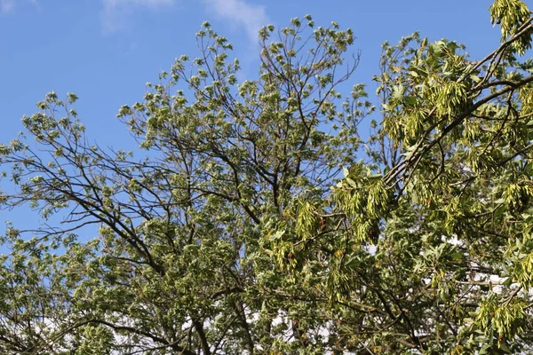 Bir Şehir Parkında Bitki Örtüsü — Stok fotoğraf