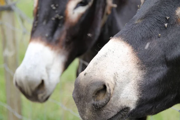 Burro Campo — Foto de Stock