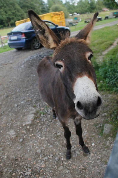 Burro Campo —  Fotos de Stock