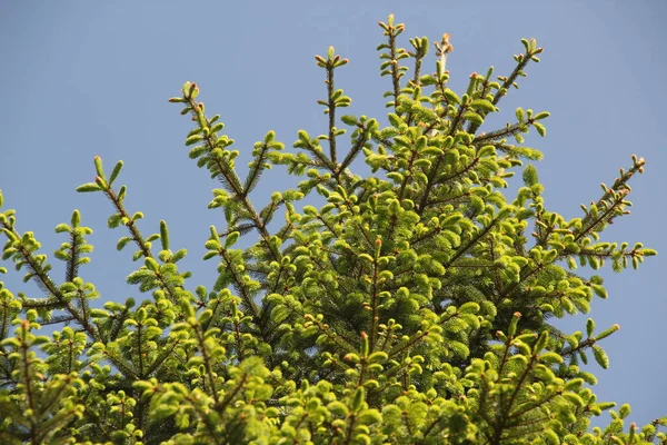 Bomen Het Platteland — Stockfoto