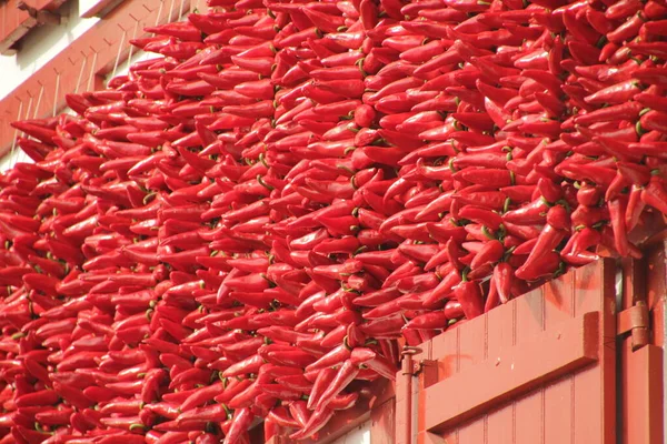 Poivrons Rouges Suspendus Espelette — Photo
