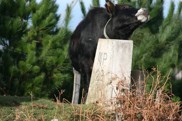 Mucca Campagna — Foto Stock