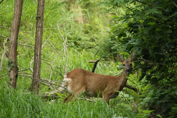 Petit Cerf Dans Les Bois — Photo