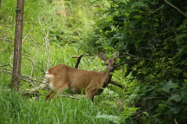 Petit Cerf Dans Les Bois — Photo