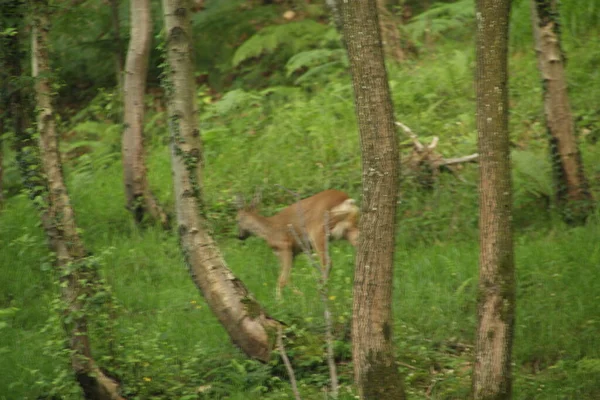 森林里的小鹿 — 图库照片