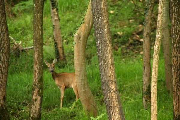 Ciervos Bosque — Foto de Stock