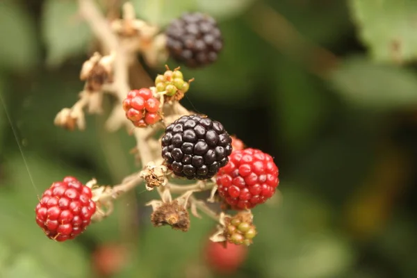 Brombeeren Auf Dem Land — Stockfoto