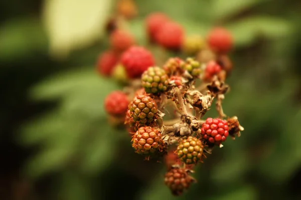 Moras Campo — Foto de Stock