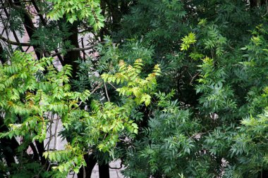 Kırsalda ilkbahar bitkileri