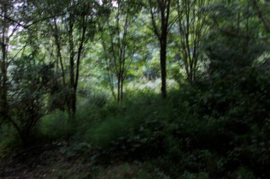 Kırsalda ilkbahar bitkileri