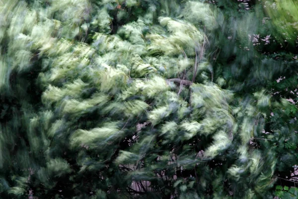 Spring Vegetation Countryside — Stock Photo, Image