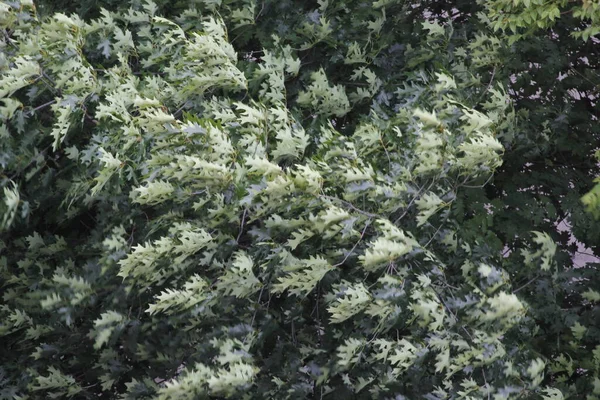 农村春天的植被 — 图库照片