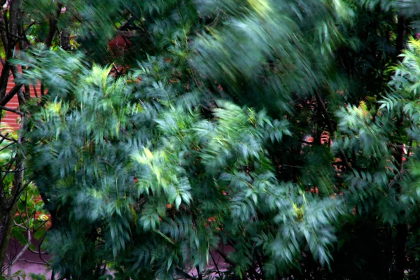 农村春天的植被 — 图库照片