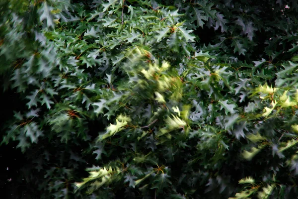 Spring Vegetation Countryside — Stock Photo, Image