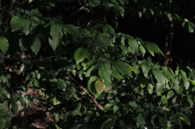 Kırsalda ilkbahar bitkileri