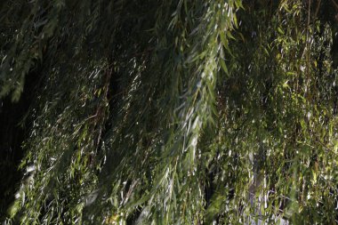 Kırsalda ilkbahar bitkileri