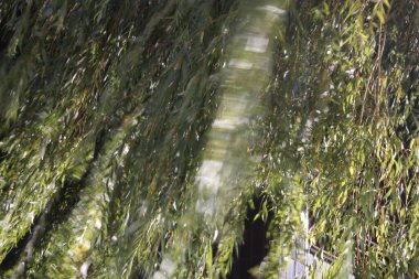 Kırsalda ilkbahar bitkileri