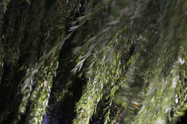 Kırsalda ilkbahar bitkileri