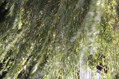 Kırsalda ilkbahar bitkileri