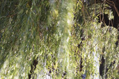 Kırsalda ilkbahar bitkileri