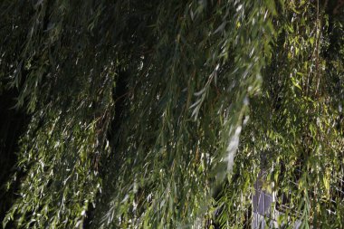 Kırsalda ilkbahar bitkileri