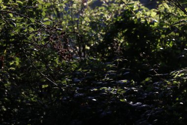 Kırsalda ilkbahar bitkileri