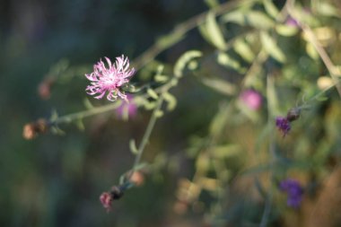 Kırsalda ilkbahar bitkileri
