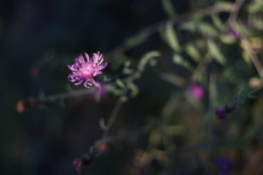 Kırsalda ilkbahar bitkileri