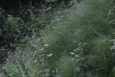 Kırsalda ilkbahar bitkileri